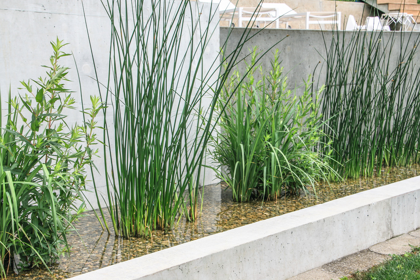 Bio-pools und Schwimmteiche: Natürlicher Badespass