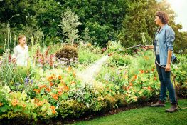 Der immergrüne Gartenklassiker