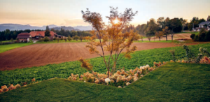 Zweite Chance für den Garten 4